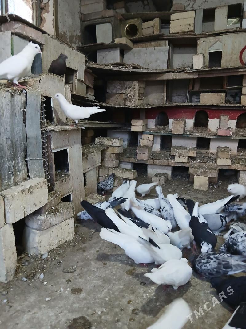 kepderiler - Кака - img 1