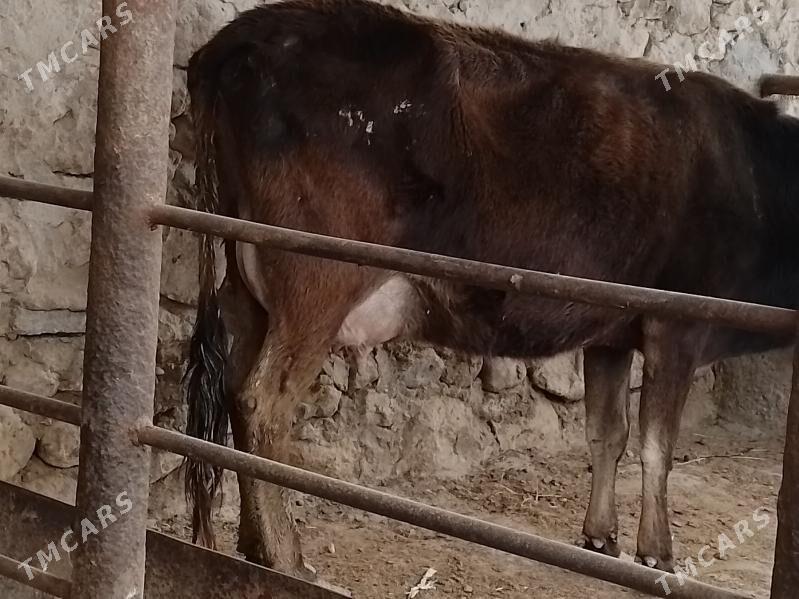 goleli sygyr - Jebel - img 1