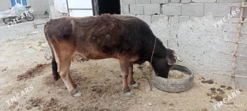 sygyr - Бахарден - img 1