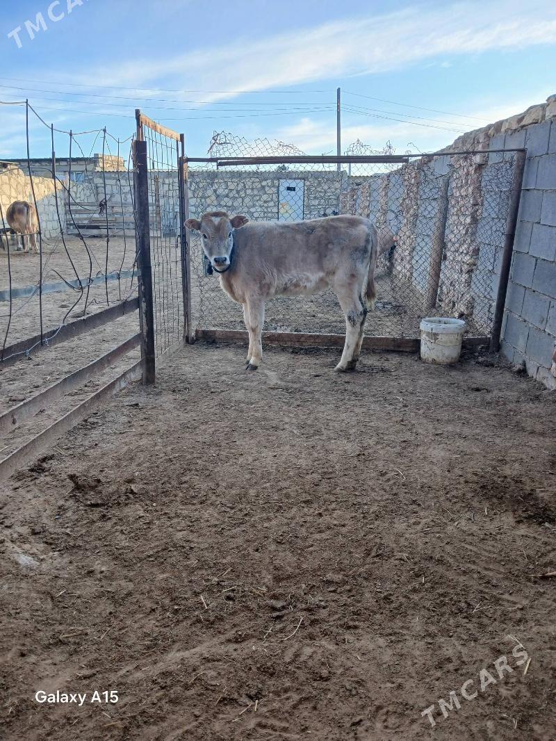 Gaçar - Туркменбаши - img 1