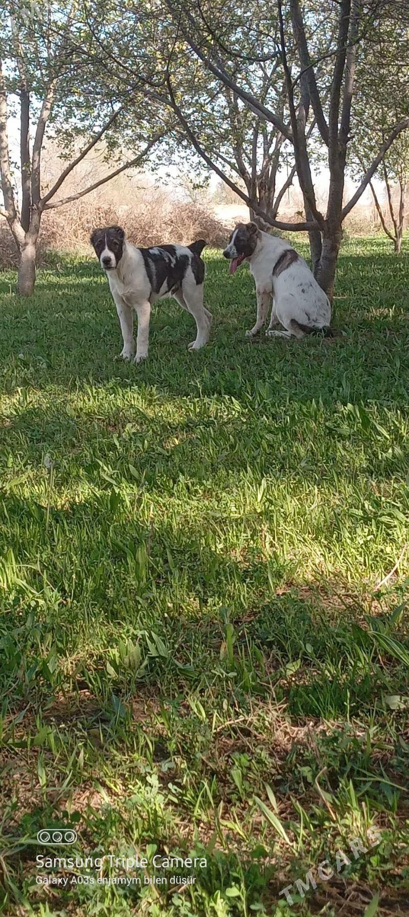 Turkmen gûjûk - Теджен - img 1