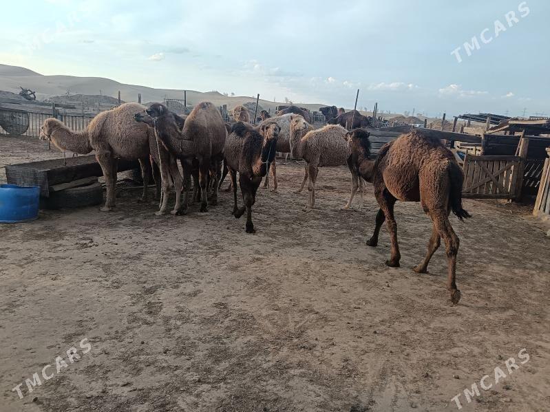 Torum - Jebel - img 1