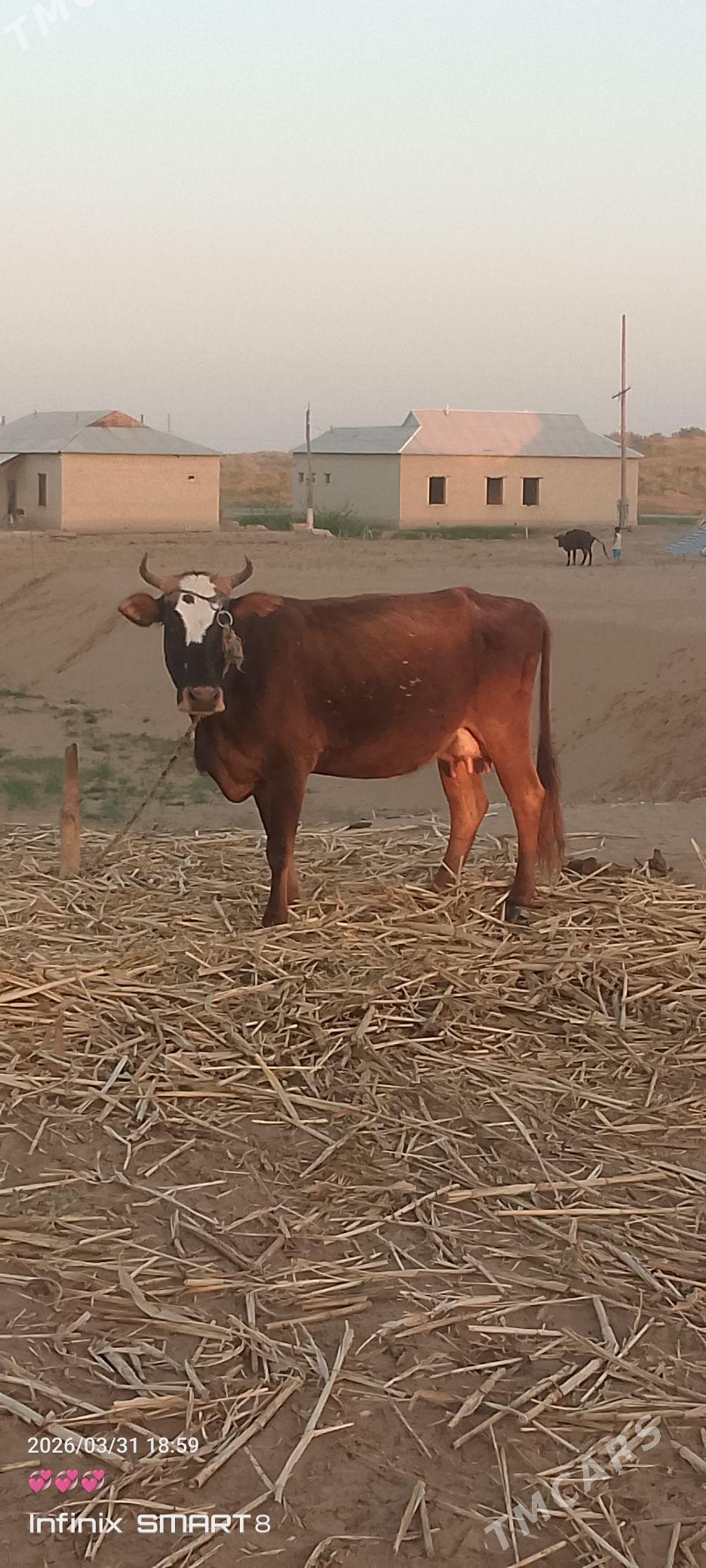 GÖLELI SYGYR - Туркменгала - img 1