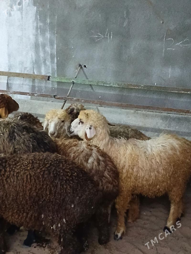 Berre tokly - Ашхабад - img 1