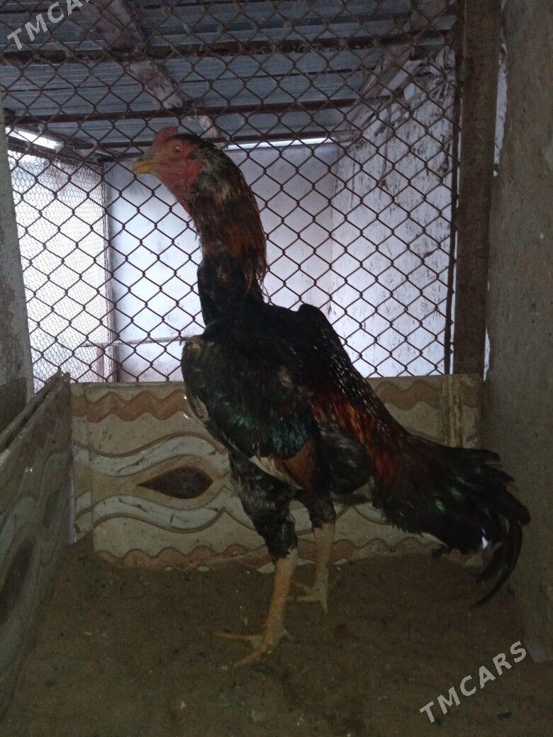 Bayes horaz - Мары - img 1