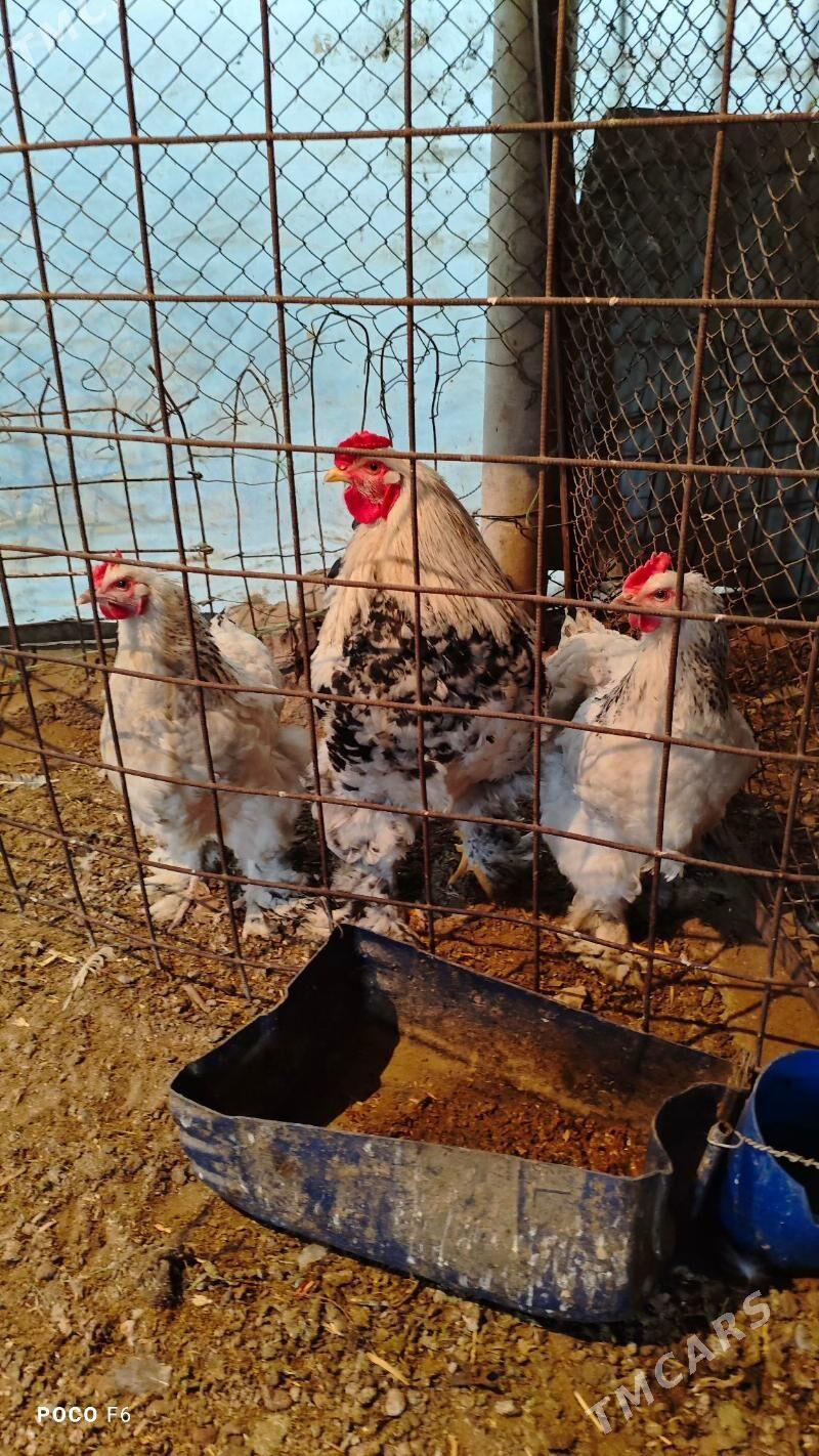 Brama ýumurtga - Ашхабад - img 1