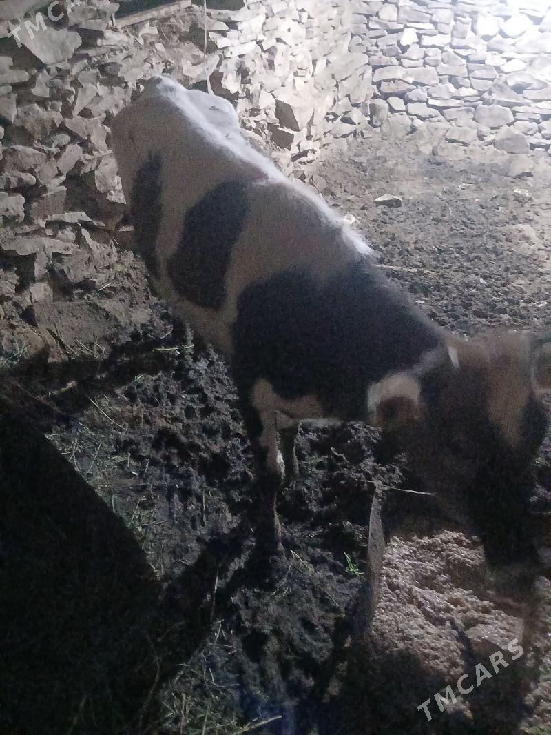 tuwe - Bäherden - img 1