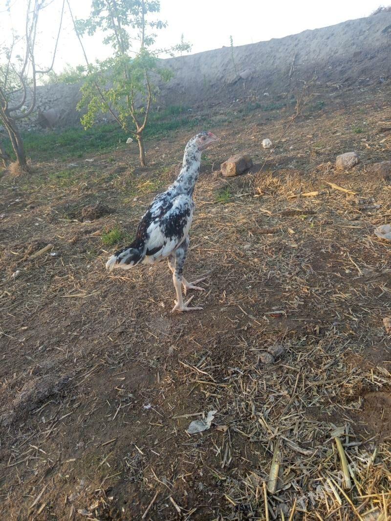 Alaja horaz - Şabat etr. - img 1