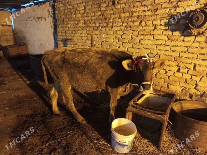 Golleli sygyr taze guzlan - Ak bugdaý etraby - img 1