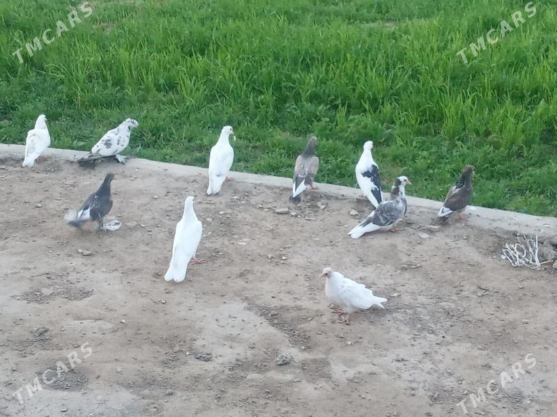 Kepderi - Мары - img 1