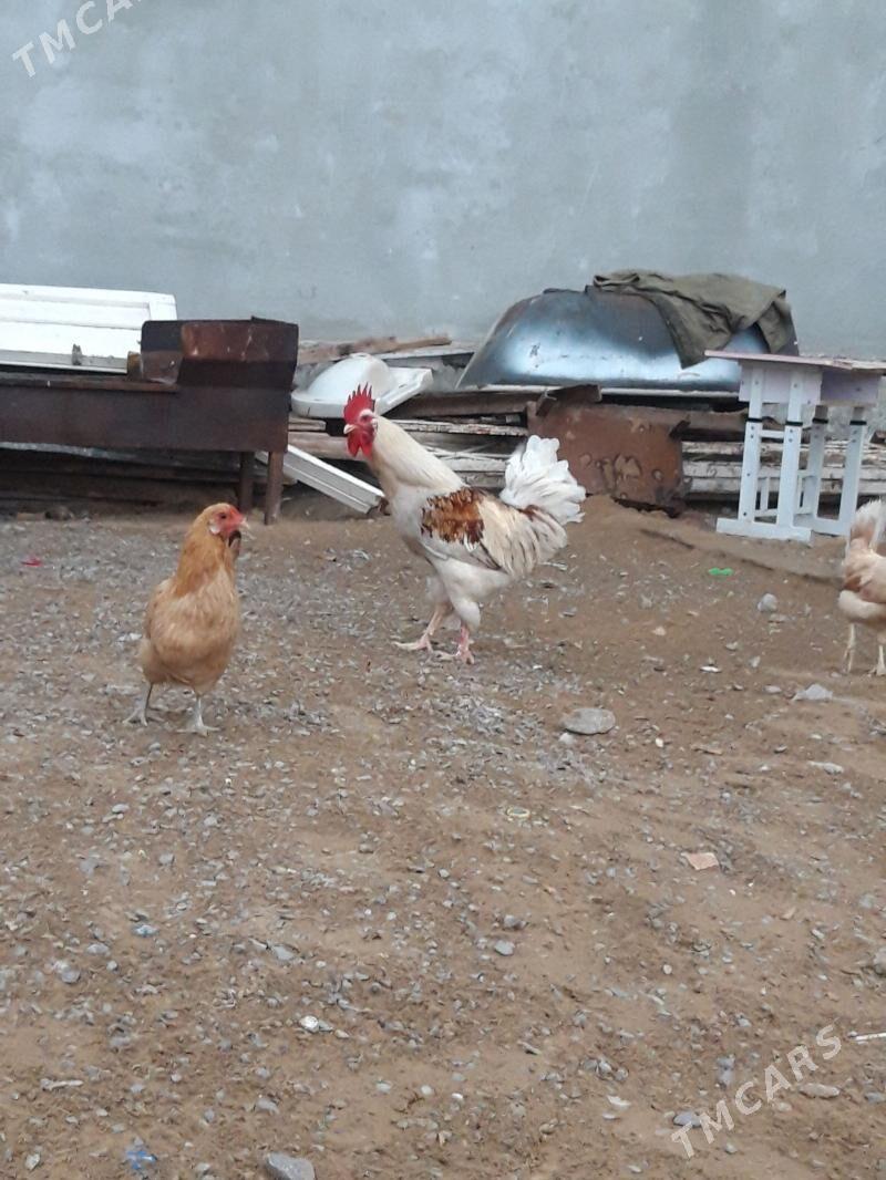 towuk - Чоганлы - img 1