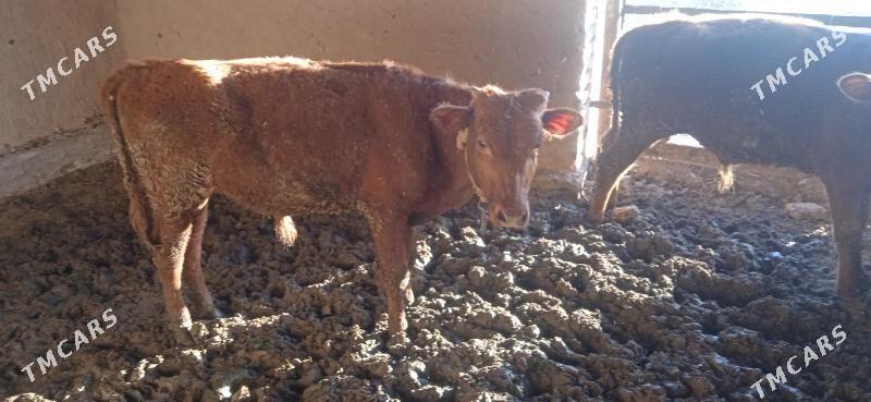 ökûz - Мары - img 1