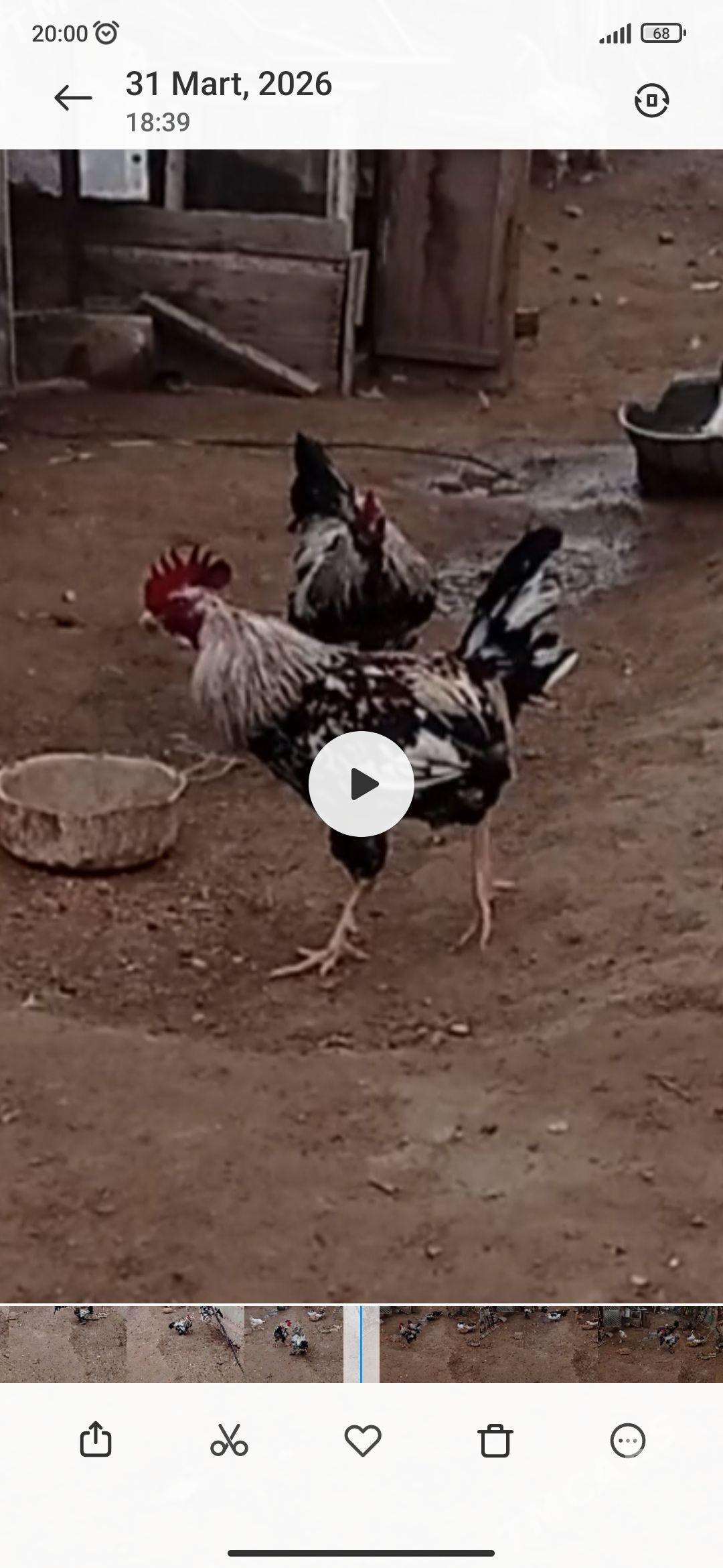 Horaz - Джебел - img 1