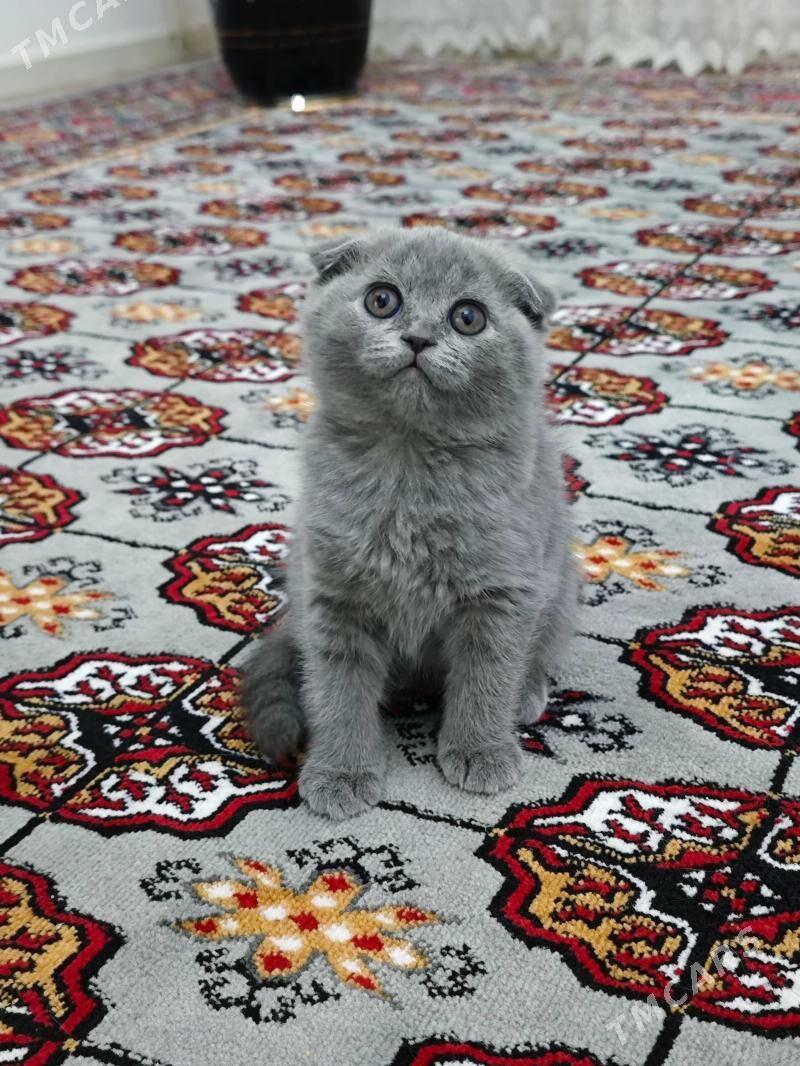 pişik yatyk gulak веслоухий - Parahat 8 - img 1