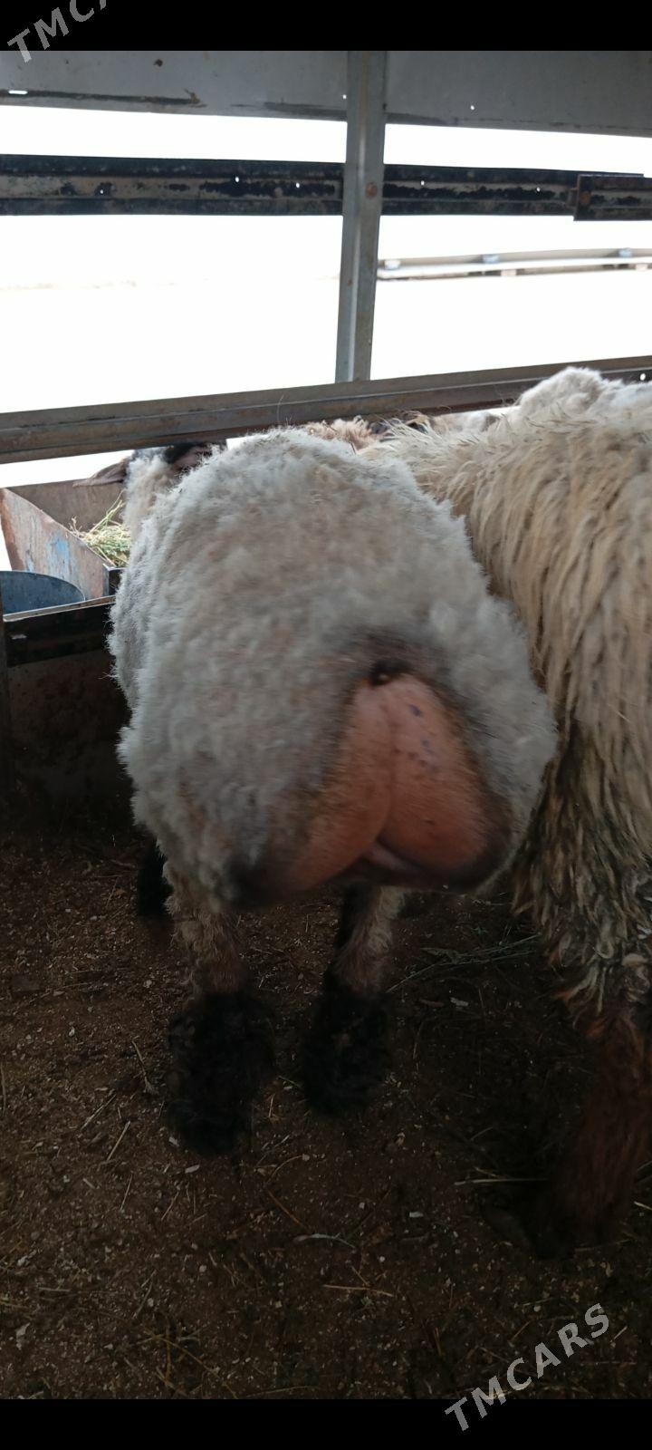 goyun - Aşgabat - img 1