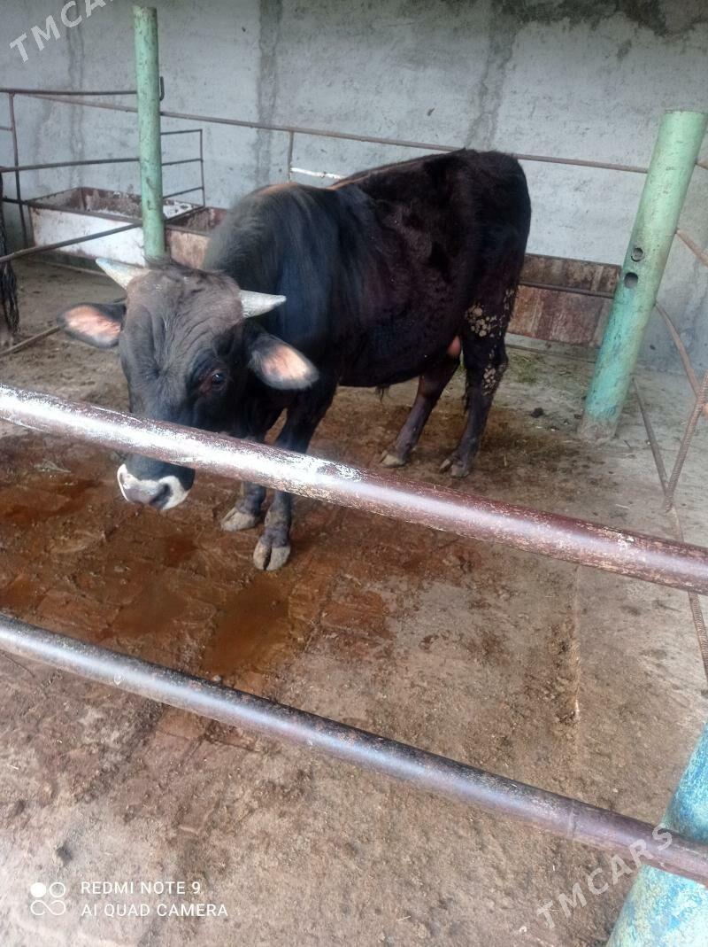 Siwes okuz - Bäherden - img 1