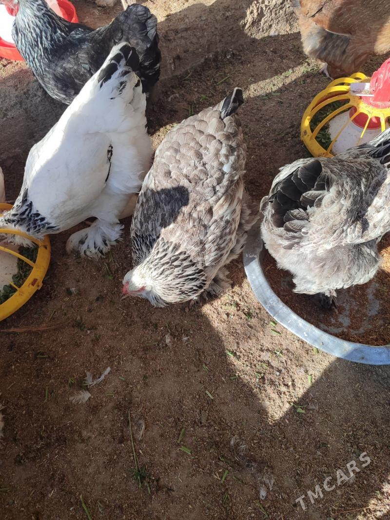 Towuk Towuk - Gyzylarbat - img 1