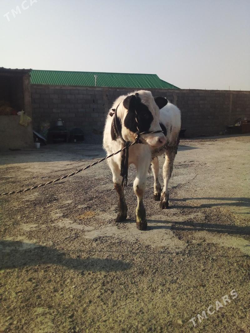 okuz - Гёкдепе - img 1