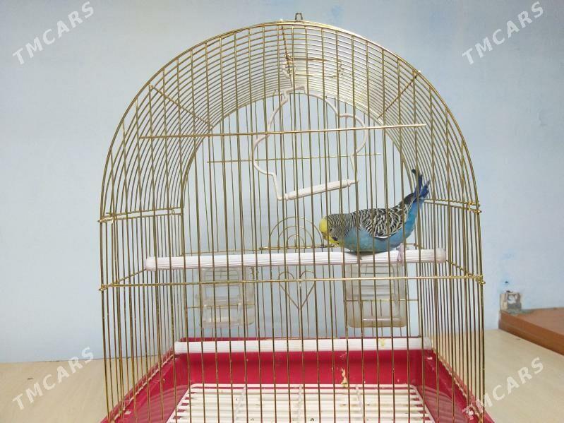 öý guşy - Ашхабад - img 1