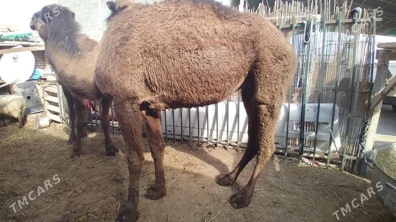 owşuk - Бузмеин - img 1