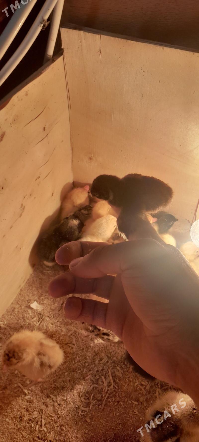 sulgun juje - Чоганлы - img 1