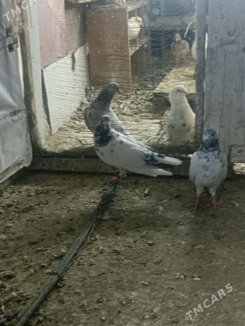 kepderi - Ашхабад - img 1