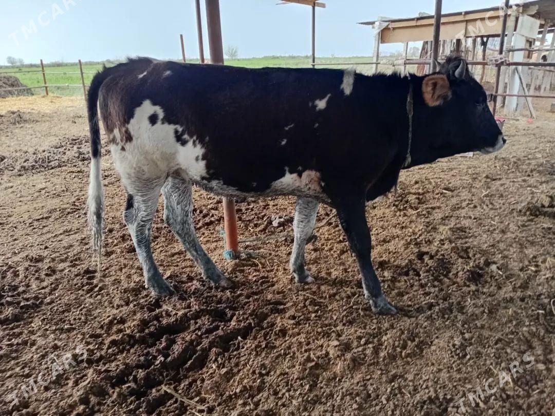 sygyr - Гёкдепе - img 1