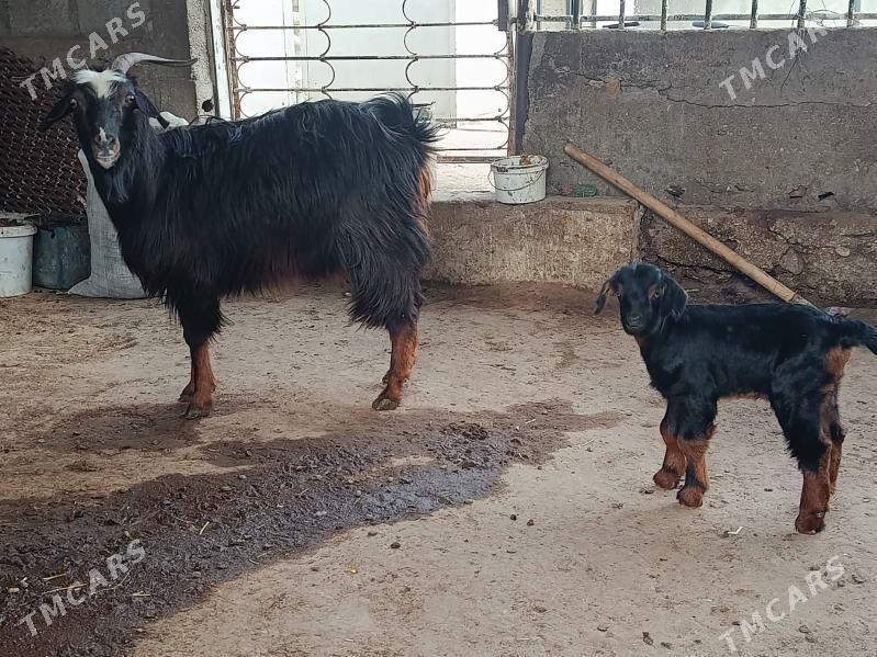 owlakly geçi - Balkanabat - img 1