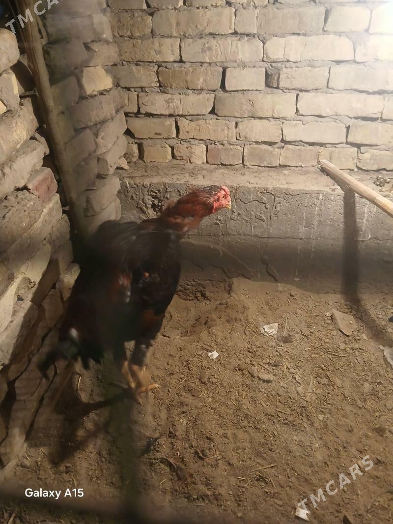 babay - Çärjew - img 1