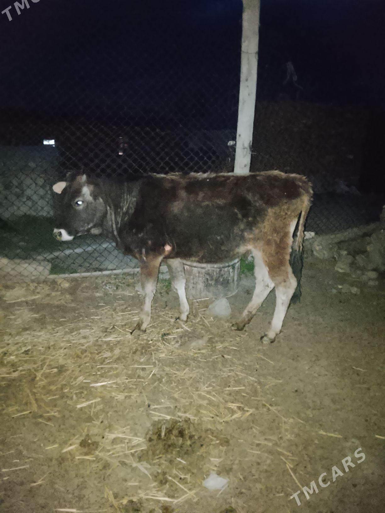 okuz - Гызыларбат - img 1