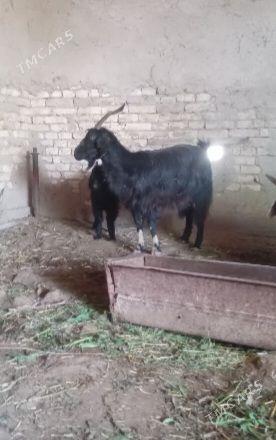 Owlakly geci - Baýramaly - img 1