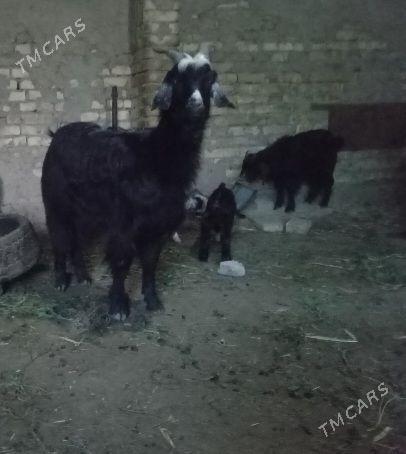 Ekiz owlakly geci - Байрамали - img 1