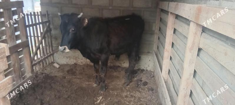 Öküz - Этрек - img 1