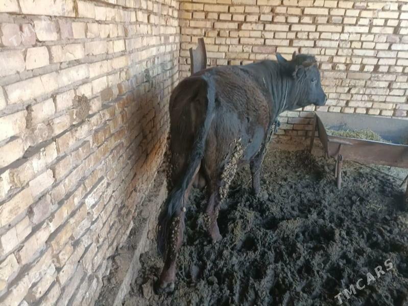 öküz - Бабадайхан - img 1