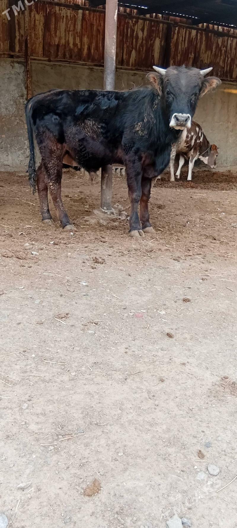 siwes öküz - Bäherden - img 1