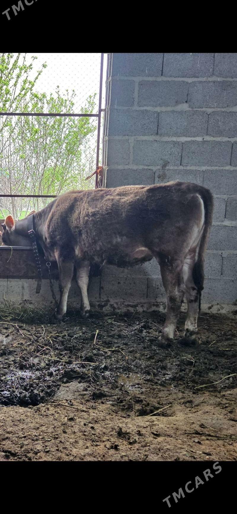 Swes tuwe - Бахарден - img 1