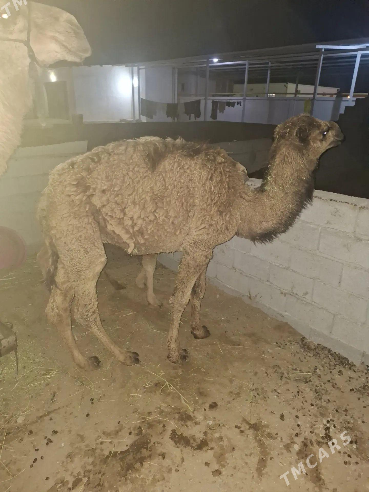 Düýe - Гёкдепе - img 1