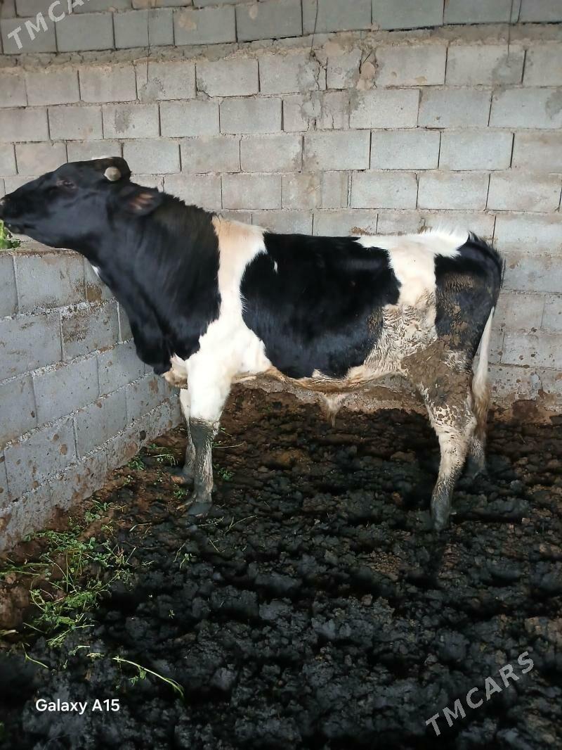 Okuz ala tohum - Gypjak - img 1