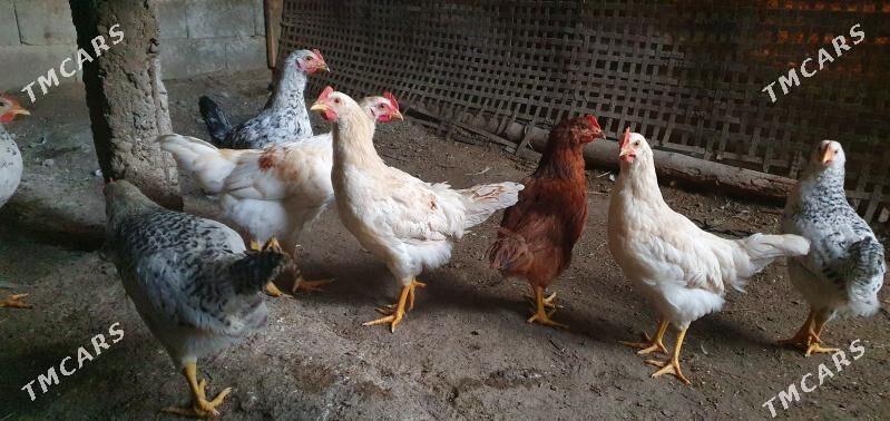 horaz... - Gökdepe - img 1