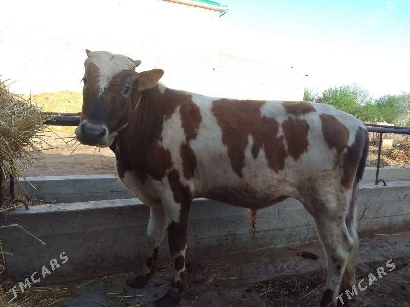 окуз - Чарджоу - img 1