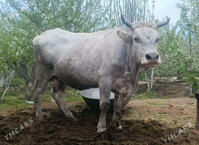 Sygyr - Бахарден - img 1