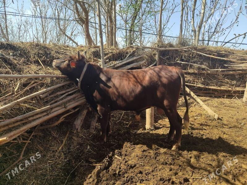 Okuz - Байрамали - img 1