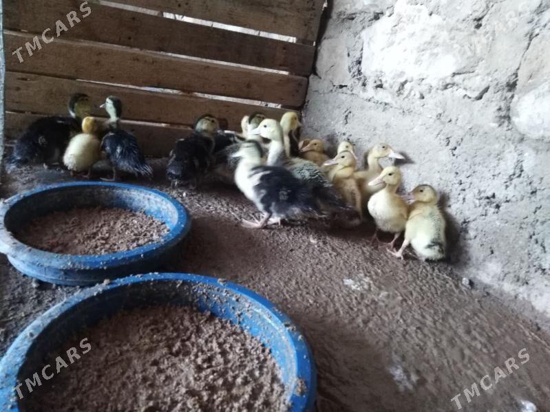 ýaşylbaş indautka - Балканабат - img 1