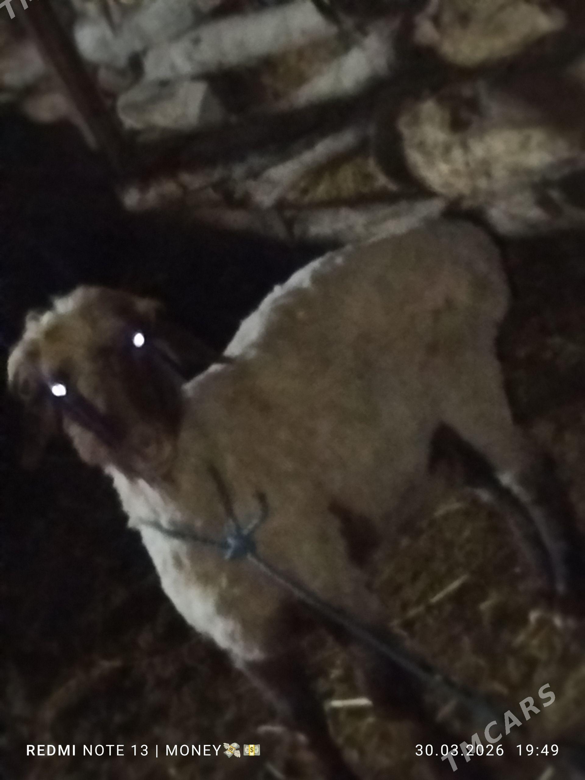 Гоч - Çärjew - img 1