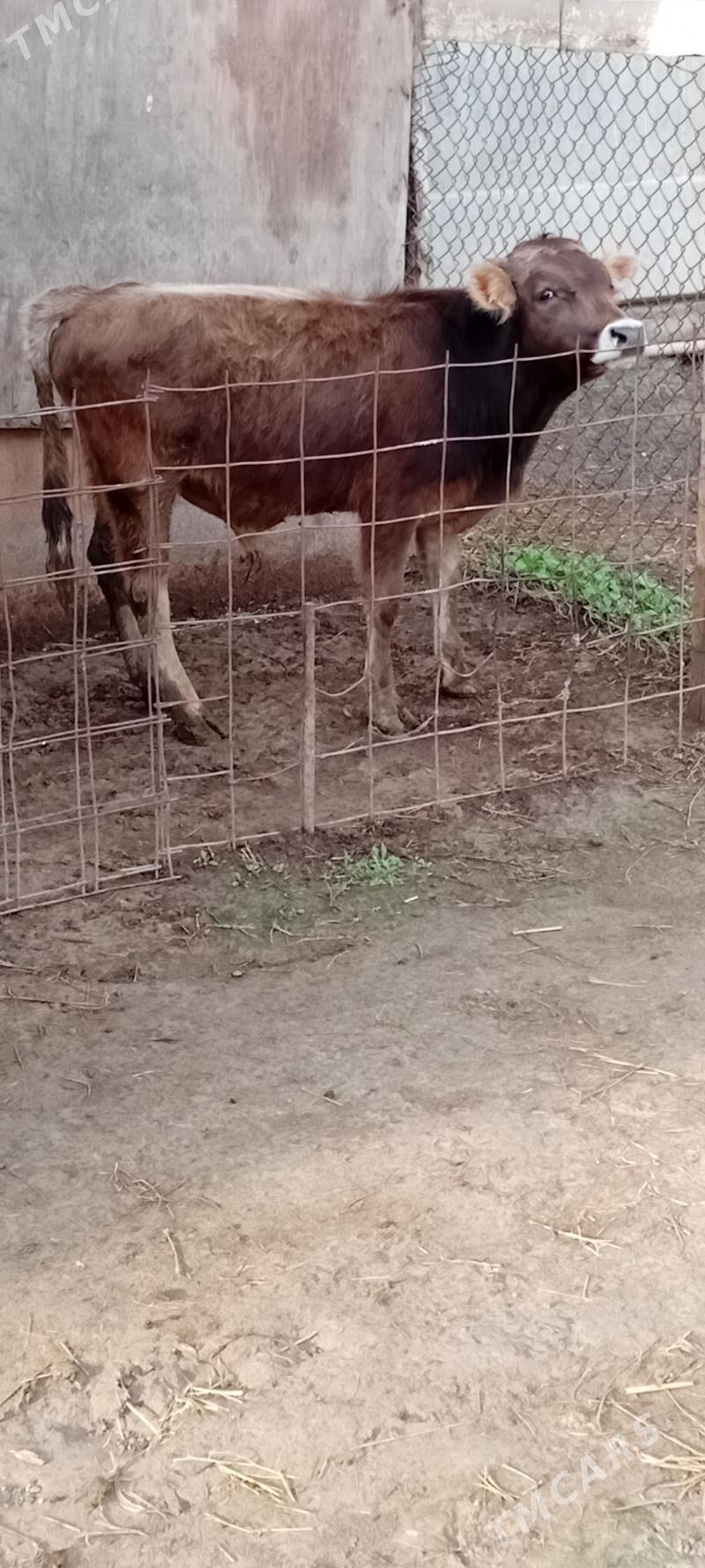 ARGINAL ŞWES ÖKÜZ - Büzmeýin - img 1