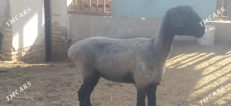 Goyun - Çärjew - img 1