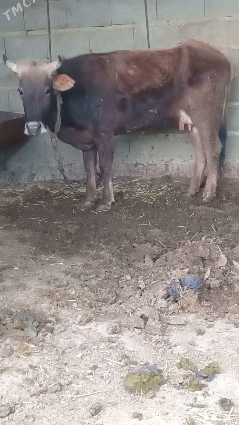 sagylyan sygyr - Бахарден - img 1