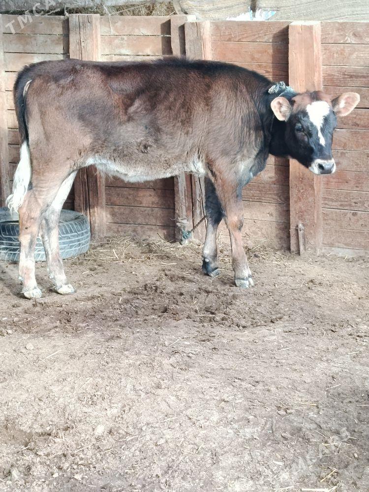gibrit tohum tuwe - Bäherden - img 1