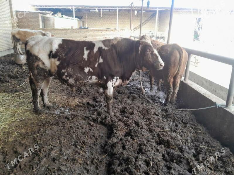 Smental okuz. - Туркменабат - img 1
