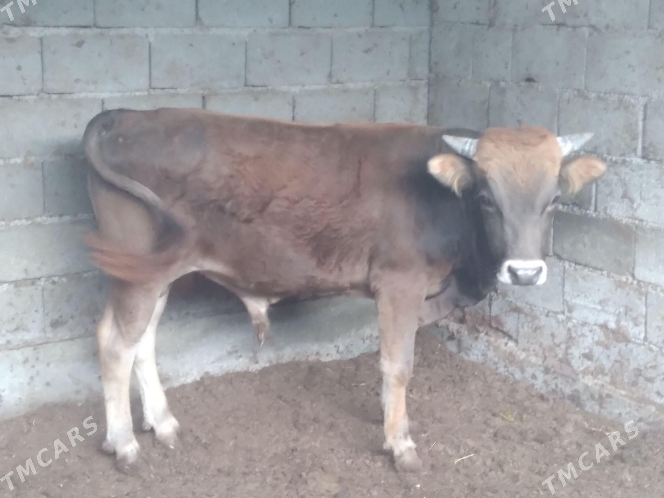 okuz - Бузмеин - img 1